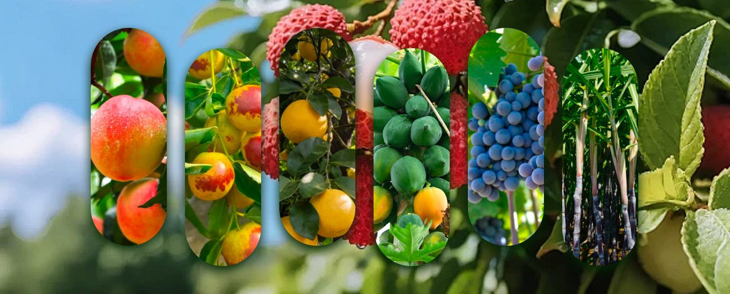 Crop